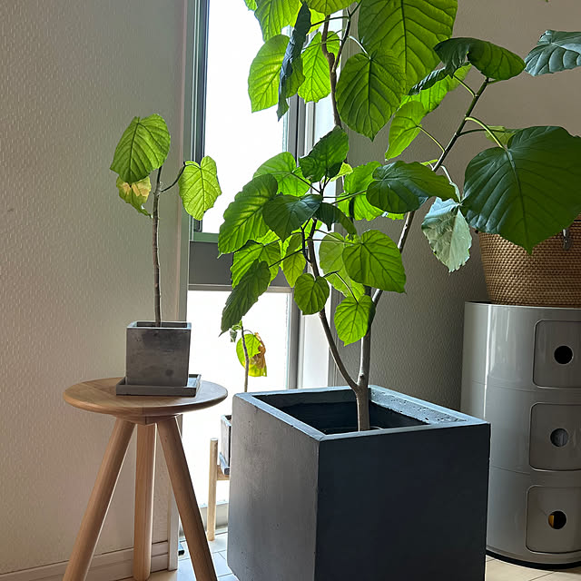 リビング/観葉植物のある暮らし/観葉植物/モニター応募投稿のインテリア実例 - 2025-05-03 10:54:42
