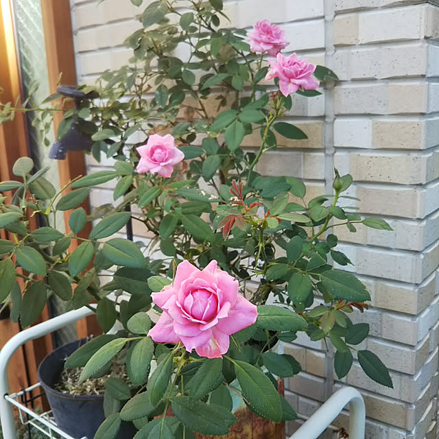 Marikoさんの実例写真