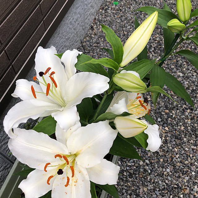 somitasaさんの実例写真