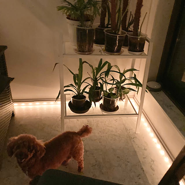 MOMOMAMAさんの部屋