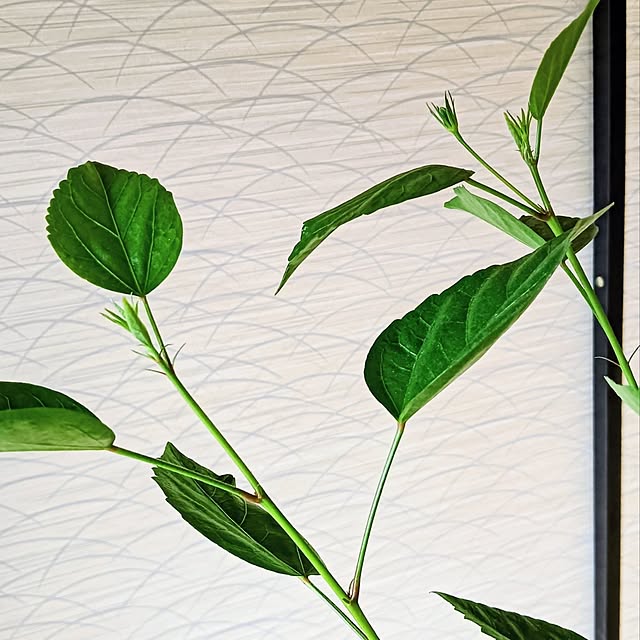 hanachanさんの部屋