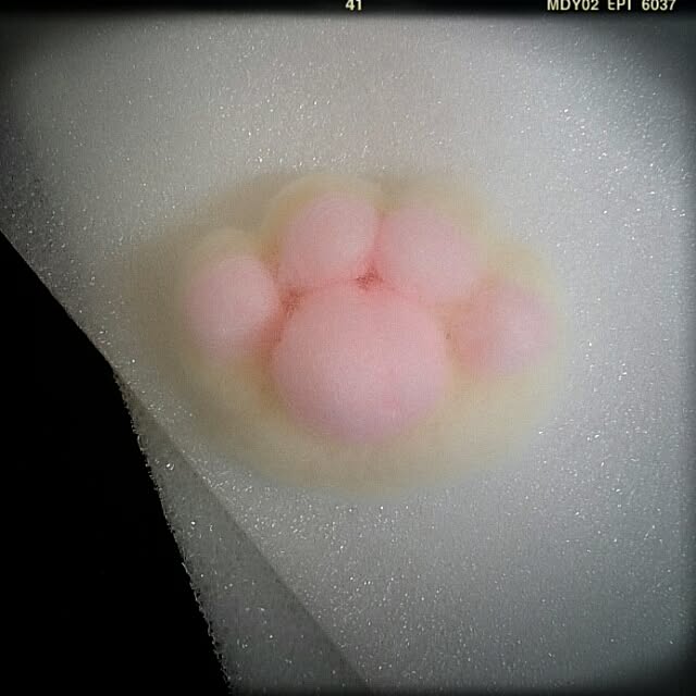 OBTERNIR88filerさんの実例写真