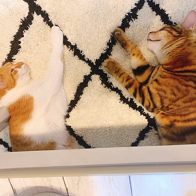 Tomoeさんの実例写真