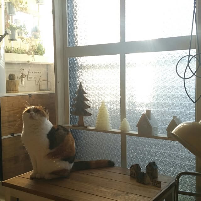 mikiさんの実例写真