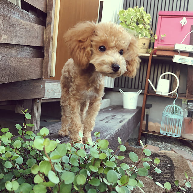 honohonoさんの実例写真