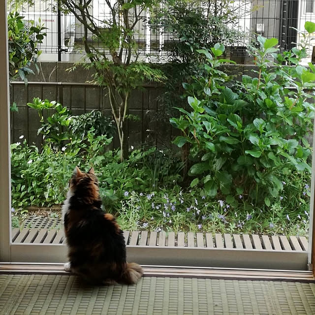 momo-ohanaさんの実例写真