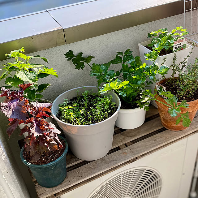 coroさんの部屋
