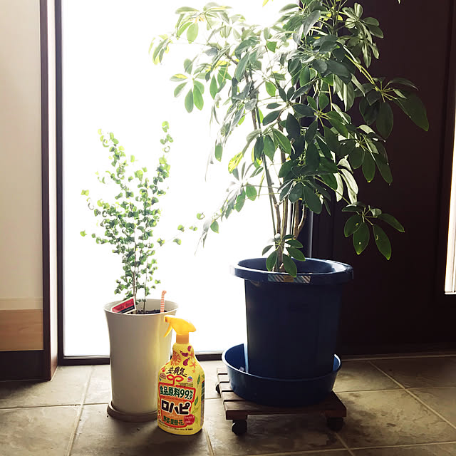 mkmkmoominさんの実例写真