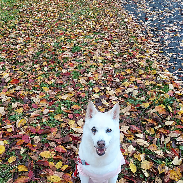 non.nonさんの実例写真