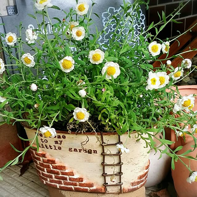 ortensiaさんの実例写真