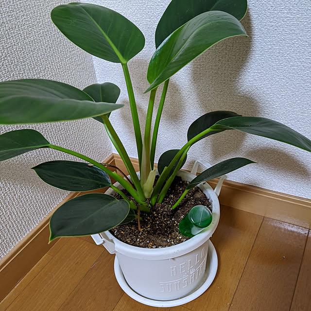 asaさんの実例写真
