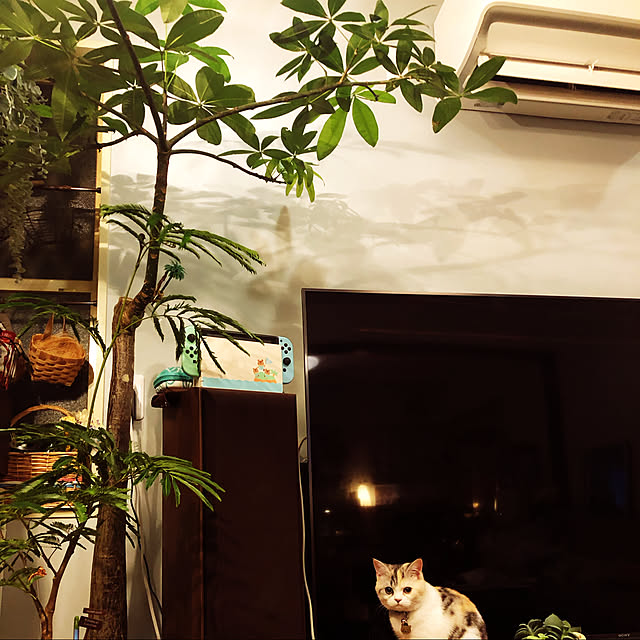 likeさんの実例写真