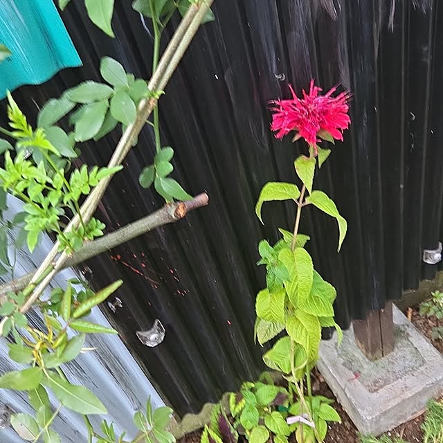 yuki.rimonodropさんの部屋