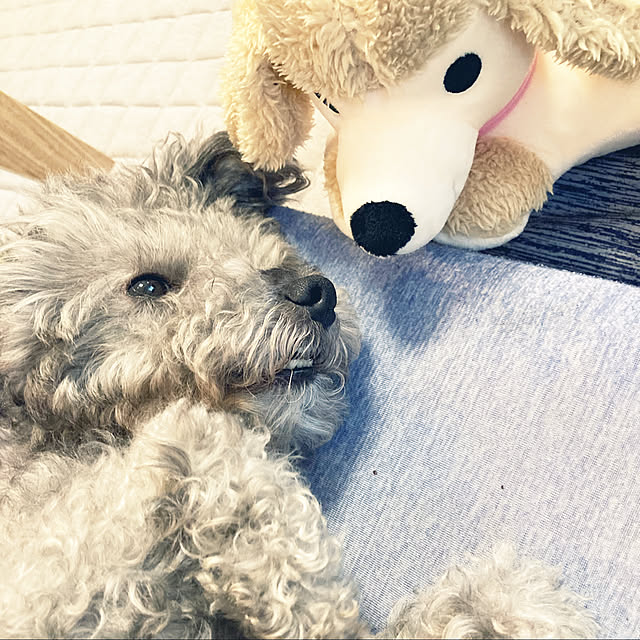 coochanさんの実例写真