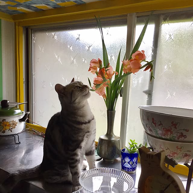 tanutanさんの実例写真