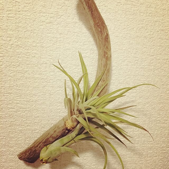 yuzuさんの実例写真