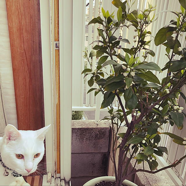 moyuhiさんの実例写真
