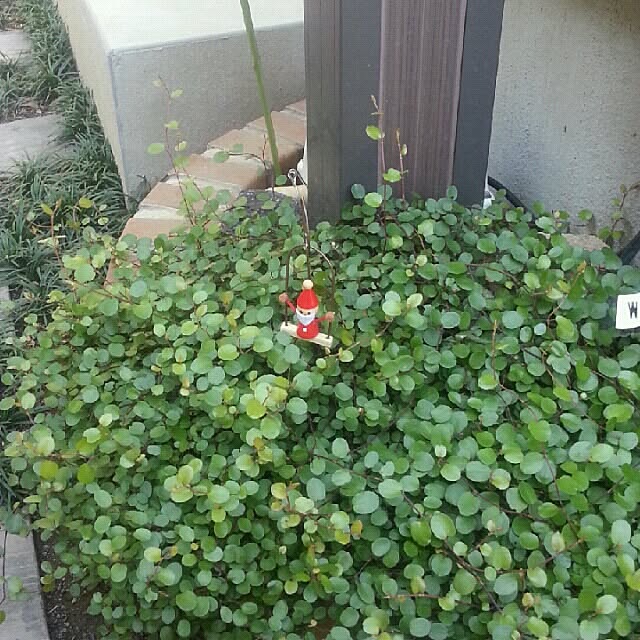rponさんの実例写真