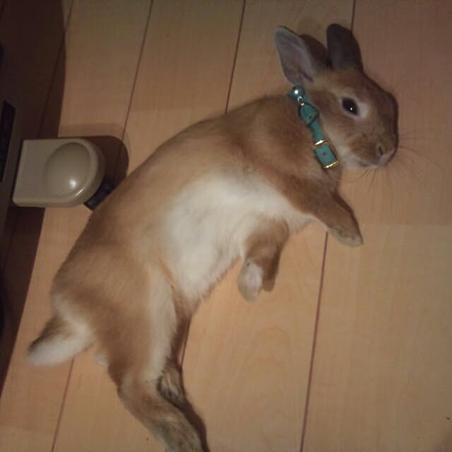 acaさんの実例写真