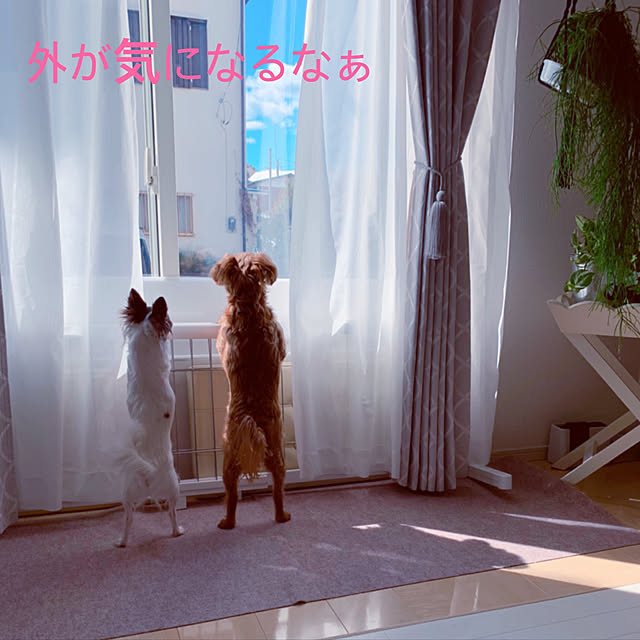 makoさんの実例写真