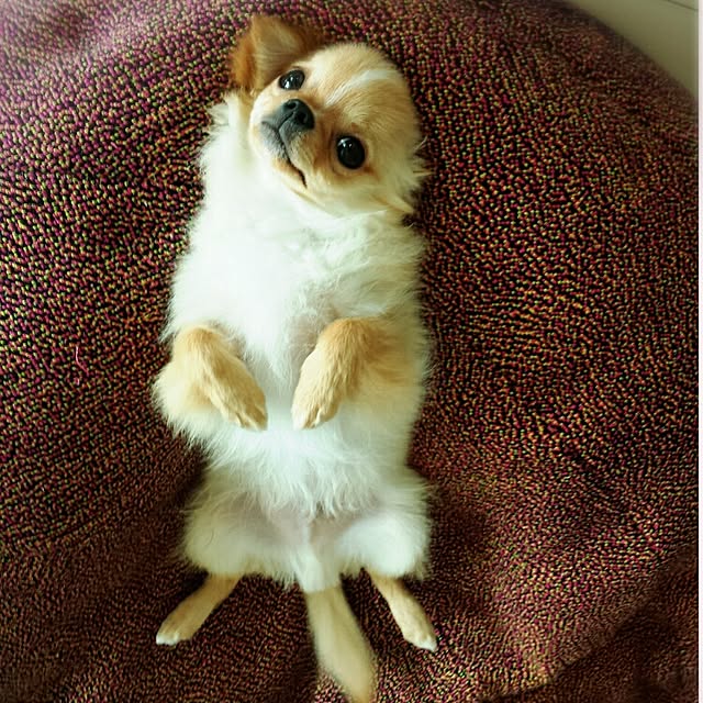 haruhinaさんの実例写真