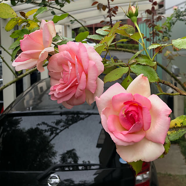 roserose555さんの実例写真