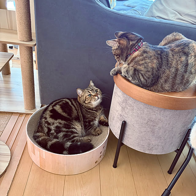 chiiさんの部屋