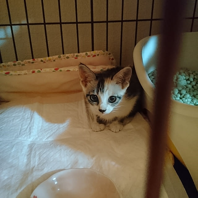 shinobuさんの実例写真