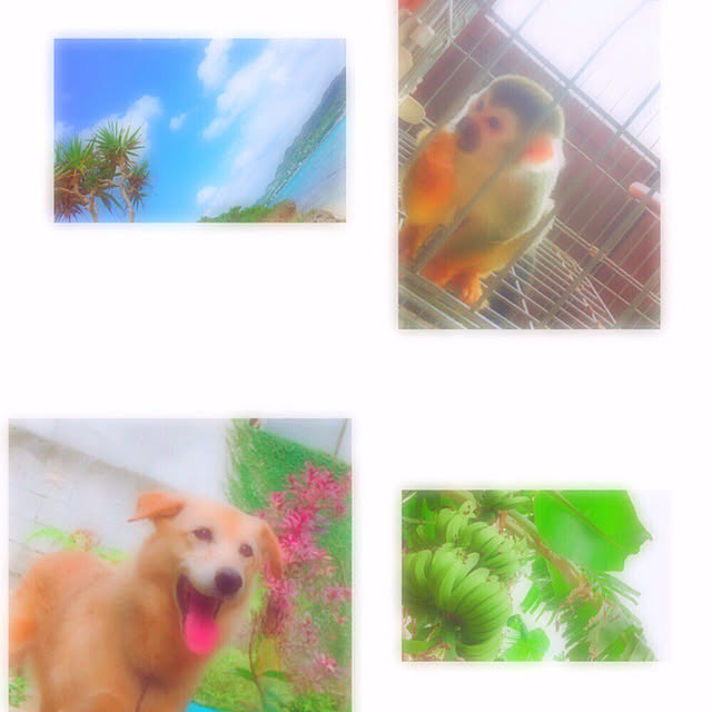 koyuriさんの実例写真