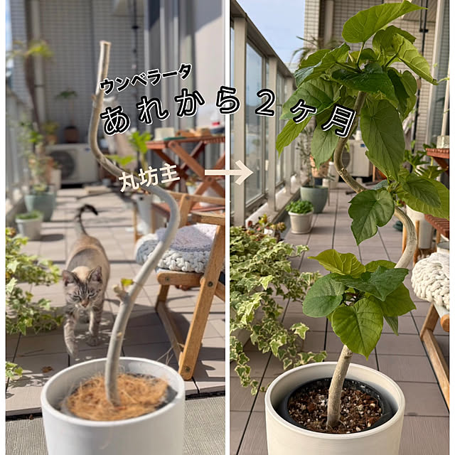 amさんの実例写真