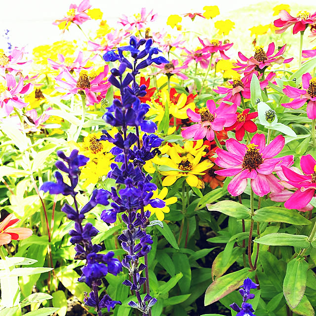 nyankonecoさんの実例写真