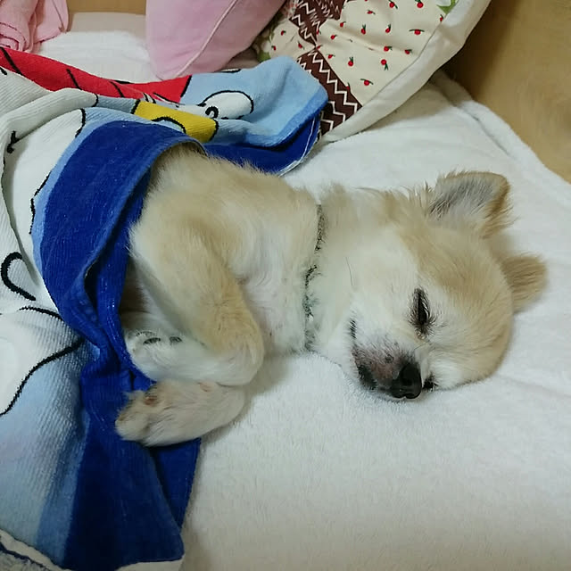sasukeさんの実例写真