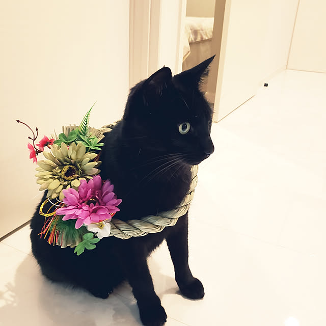 zenoさんの実例写真