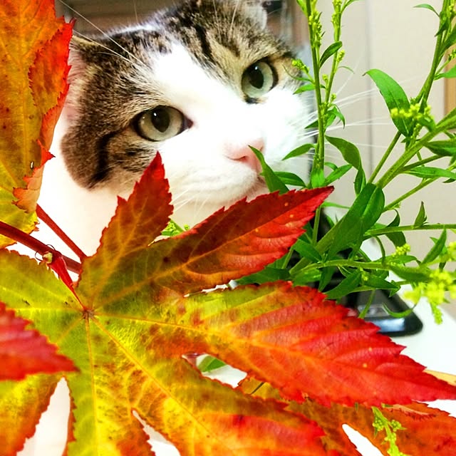 tigerさんの実例写真