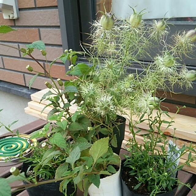 miiさんの実例写真