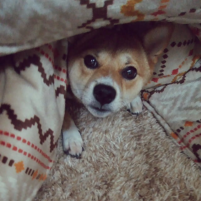 mameさんの実例写真