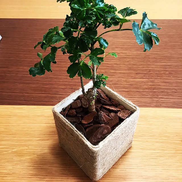 umeharuさんの実例写真