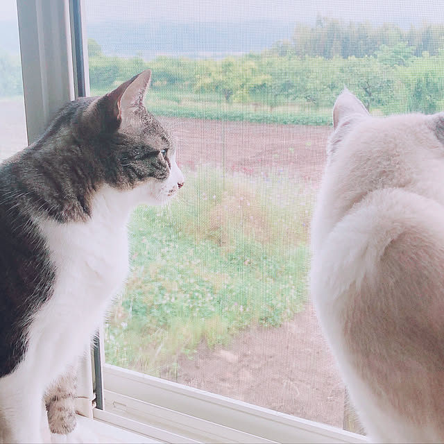 milkcocoaさんの実例写真
