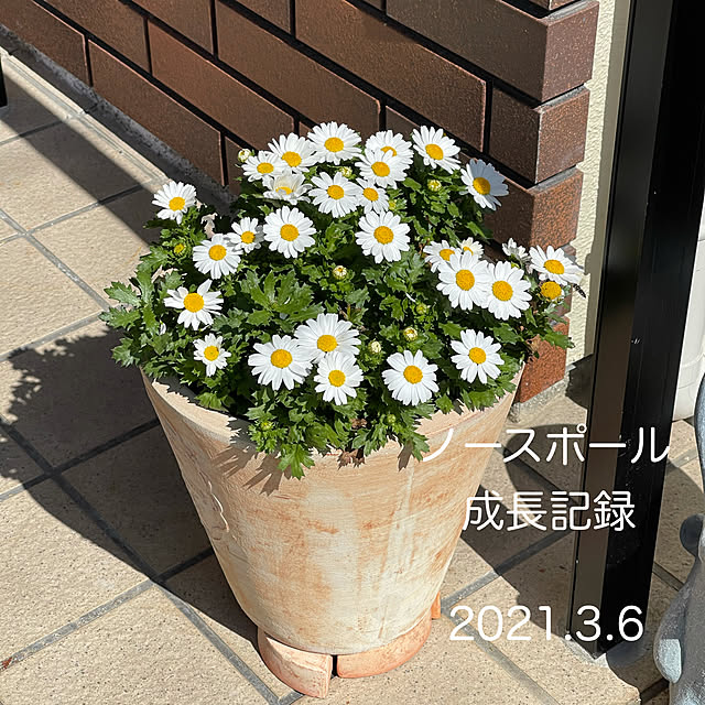 chikaさんの実例写真