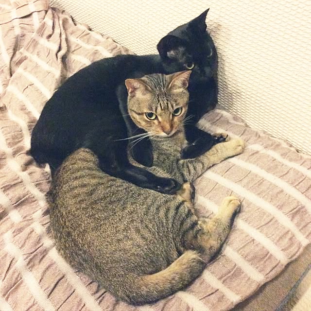 yuki0511さんの実例写真