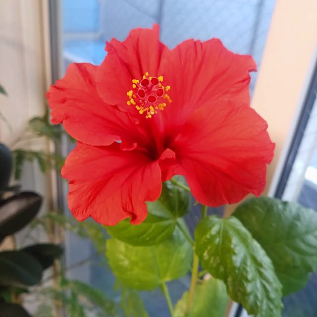 NAOKIさんの実例写真