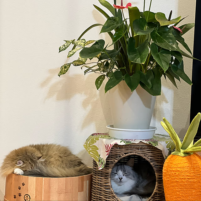 猫ちゃんと植物/リビングのインテリア実例 - 2022-02-04 00:22:22