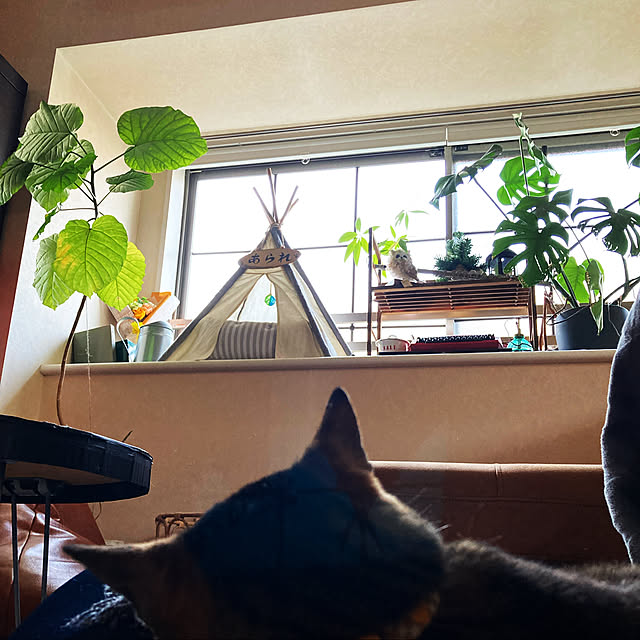 suemonta14さんの実例写真