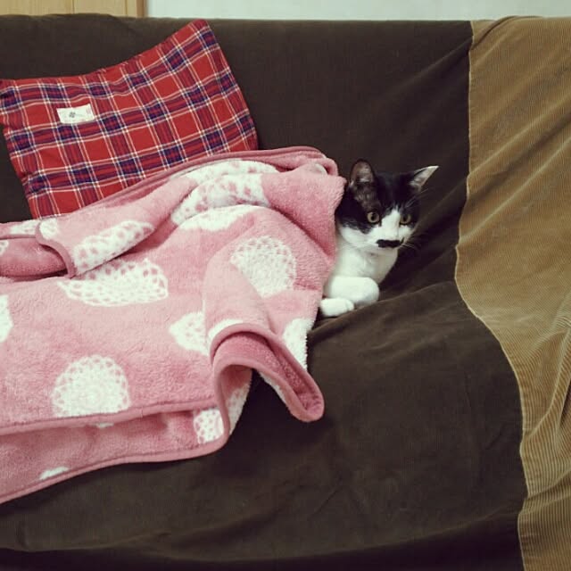 oliveさんの実例写真