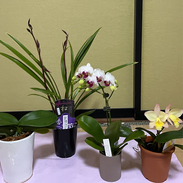 eshinobumさんの実例写真