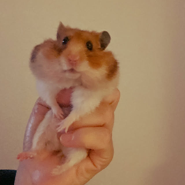 ohanaさんの実例写真