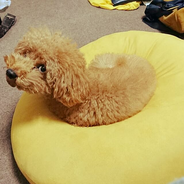 pecoさんの実例写真