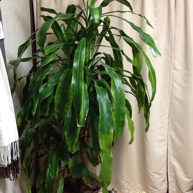 rimuyrimuさんの実例写真