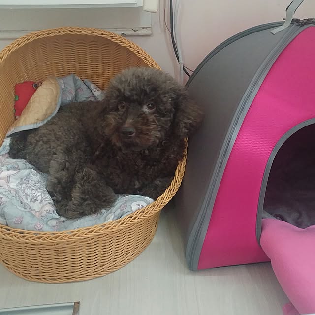 Karkeeさんの実例写真