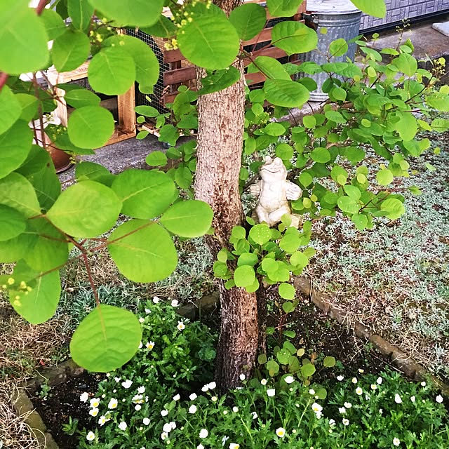 suzukoさんの実例写真